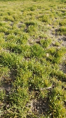 Pectocarya recurvata