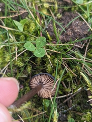 Entoloma sericeum