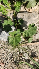 Malva parviflora