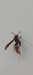 Polistes cavapytiformis