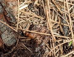 Camponotus variegatus