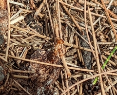 Camponotus variegatus