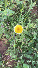 Layia platyglossa