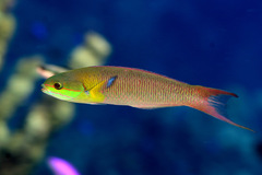 Thalassoma amblycephalus
