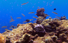 Thalassoma amblycephalus