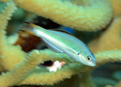 Thalassoma amblycephalus