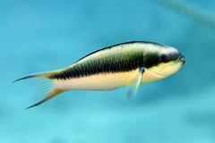 Thalassoma amblycephalus