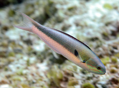 Thalassoma amblycephalus