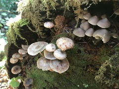 Mycena maculata