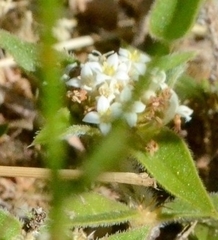 Richardia humistrata