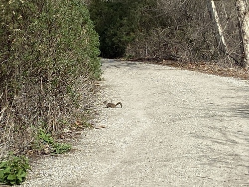 iNaturalist observation photo of California Ground Squirrel