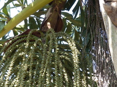 Caryota urens