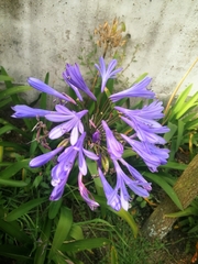 Agapanthus inapertus