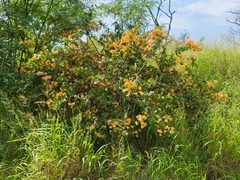 Bougainvillea