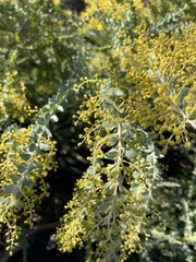 Acacia cultriformis