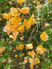 Bougainvillea