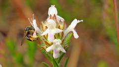 Exomalopsis