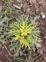 Sanicula arctopoides