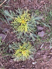 Sanicula arctopoides