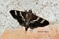 Desmia benealis