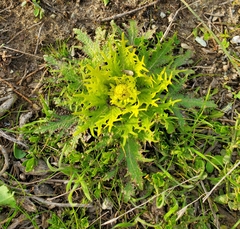 Sanicula arctopoides