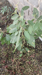Solanum erianthum