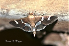 Desmia benealis