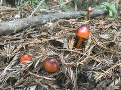 Hygrocybe singeri