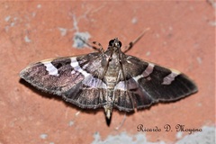 Desmia benealis
