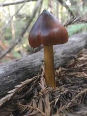 Hygrocybe singeri