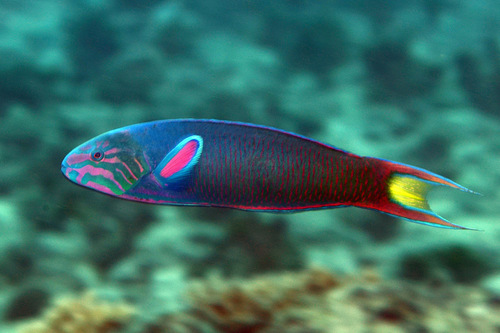 Moon Wrasse