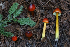 Hygrocybe singeri