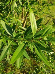 Embothrium coccineum