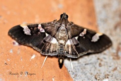 Desmia benealis