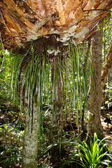 Haplopteris elongata