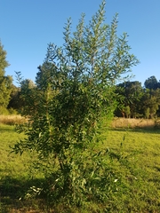 Embothrium coccineum