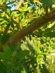 Embothrium coccineum