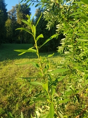 Embothrium coccineum