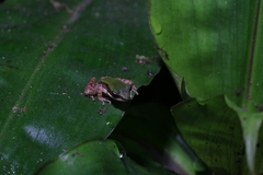 Odorrana chloronota