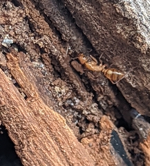 Camponotus variegatus