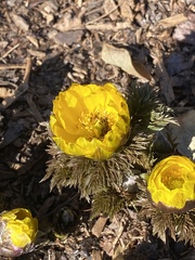 Adonis amurensis
