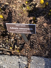 Adonis amurensis