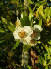 Eucryphia cordifolia