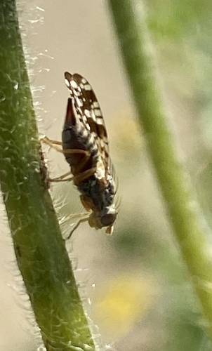 iNaturalist observation photo of Sunflower Seed Maggot