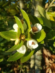 Eucryphia cordifolia