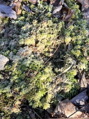 Sphagnum squarrosum