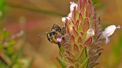 Exomalopsis