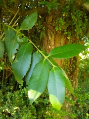 Laureliopsis philippiana