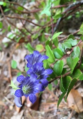Gentiana affinis ovata