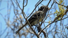 Anairetes flavirostris